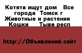 Котята ищут дом - Все города, Томск г. Животные и растения » Кошки   . Тыва респ.